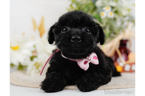 成約済の神奈川県のトイプードル-324333の6枚目