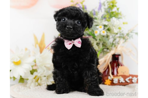 成約済の神奈川県のトイプードル-324333の7枚目