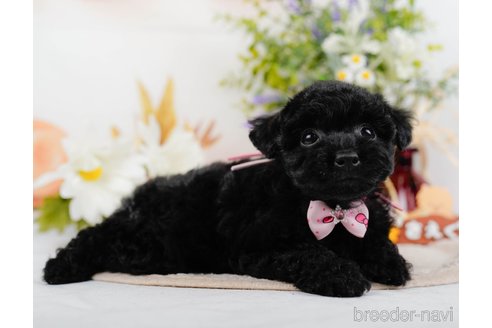 成約済の神奈川県のトイプードル-324333の8枚目