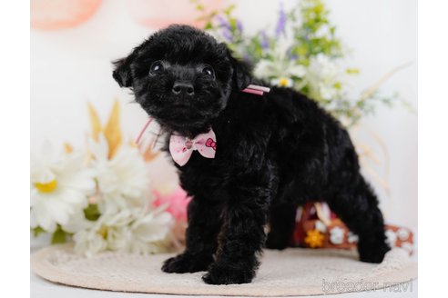 成約済の神奈川県のトイプードル-324333の9枚目