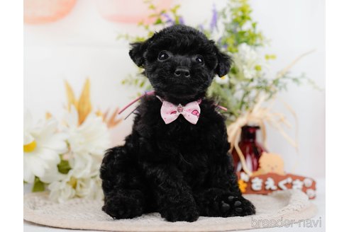 成約済の神奈川県のトイプードル-324333の2枚目