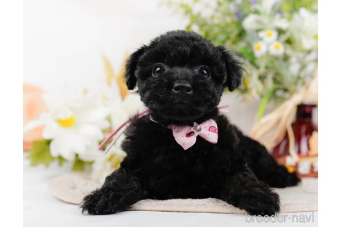 成約済の神奈川県のトイプードル-324333の4枚目