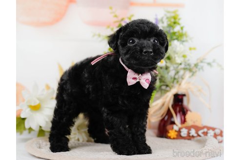 成約済の神奈川県のトイプードル-324333の5枚目