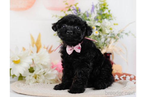 成約済の神奈川県のトイプードル-324333の3枚目