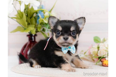 成約済の神奈川県のチワワ(ロングコート)-324351の10枚目