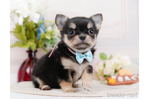 成約済の神奈川県のチワワ(ロングコート)-324351の11枚目