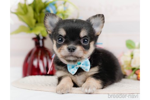 成約済の神奈川県のチワワ(ロングコート)-324351の5枚目