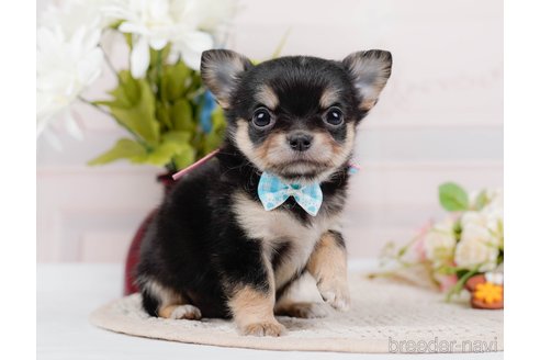 成約済の神奈川県のチワワ(ロングコート)-324351の7枚目