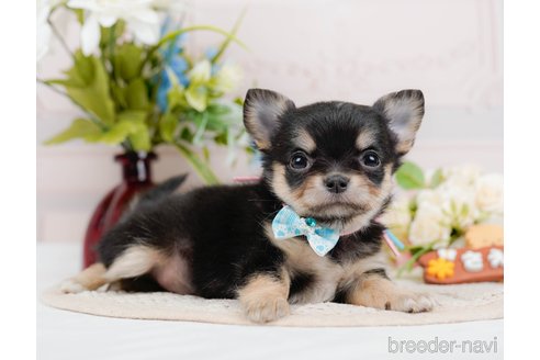 成約済の神奈川県のチワワ(ロングコート)-324351の8枚目