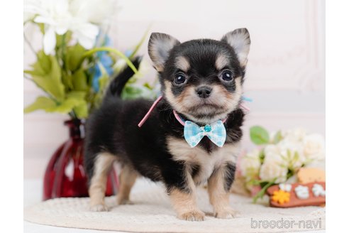 成約済の神奈川県のチワワ(ロングコート)-324351の9枚目