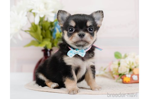 成約済の神奈川県のチワワ(ロングコート)-324351の1枚目