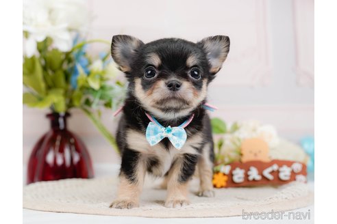 成約済の神奈川県のチワワ(ロングコート)-324351の2枚目