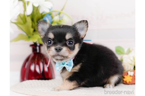 成約済の神奈川県のチワワ(ロングコート)-324351の4枚目