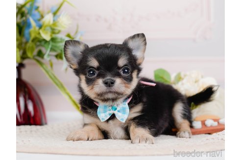 成約済の神奈川県のチワワ(ロングコート)-324351の3枚目