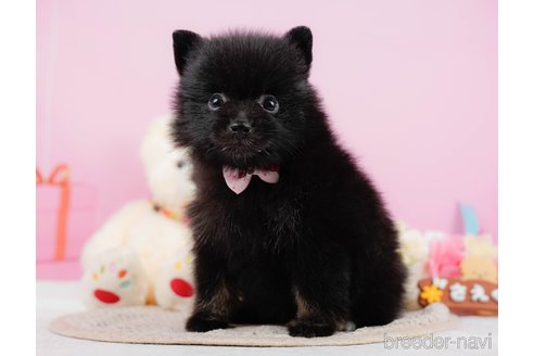 成約済の神奈川県のポメラニアン-324360の8枚目