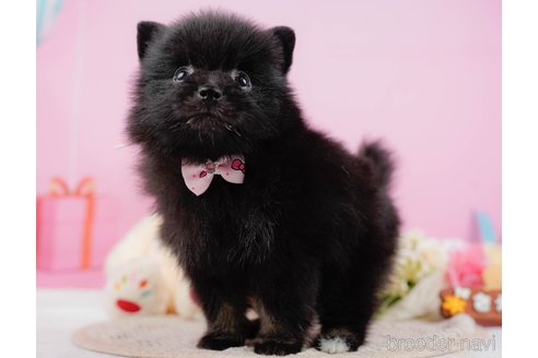 成約済の神奈川県のポメラニアン-324360の4枚目