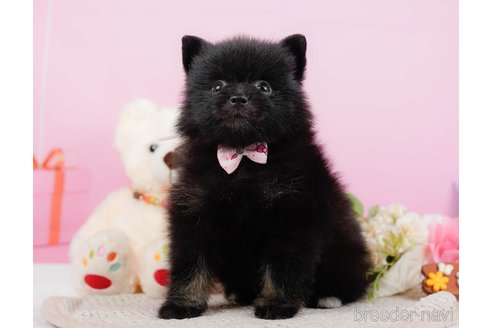 成約済の神奈川県のポメラニアン-324360の5枚目