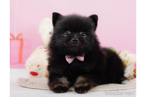 成約済の神奈川県のポメラニアン-324360