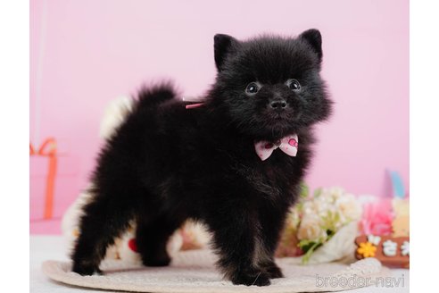 成約済の神奈川県のポメラニアン-324360の7枚目