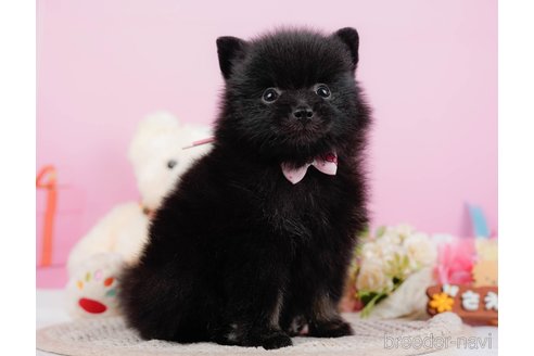 成約済の神奈川県のポメラニアン-324360の2枚目