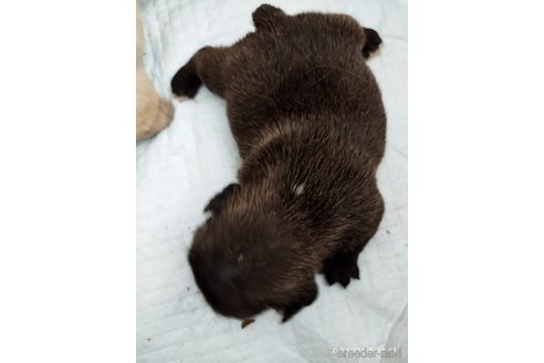 成約済の滋賀県のフレンチブルドッグ-322739の4枚目