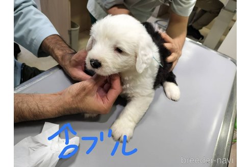 成約済の香川県のオールドイングリッシュシープドッグ-324369の2枚目