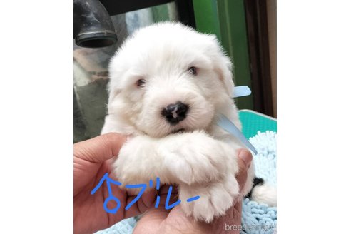 成約済の香川県のオールドイングリッシュシープドッグ-324369