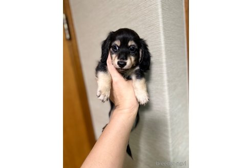 成約済の福岡県のミニチュアダックスフンド(ロングヘアード)-318991の2枚目