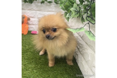アズキちゃん1枚目