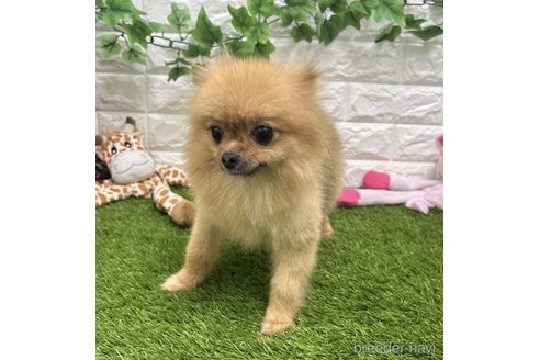 アズキちゃん1枚目