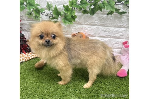 アズキちゃん1枚目