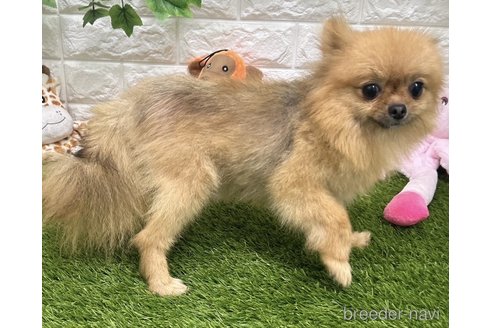 アズキちゃん1枚目