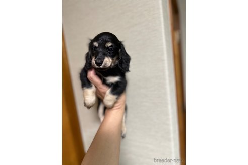 成約済の福岡県のミニチュアダックスフンド(ロングヘアード)-318990の2枚目