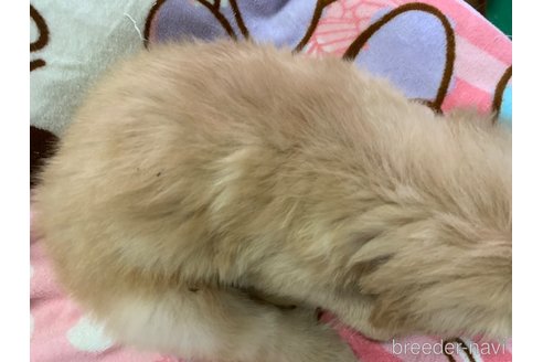 成約済の鹿児島県のゴールデンレトリーバー-321344の6枚目