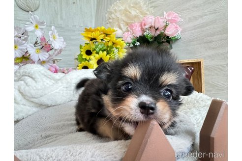 成約済の京都府のポメチワ:ポメラニアン×チワワ-324399の2枚目