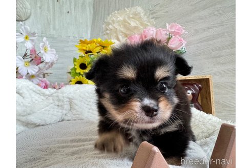 成約済の京都府のポメチワ:ポメラニアン×チワワ-324399の3枚目