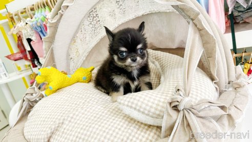 成約済の東京都のチワワ(ロングコート)-324403の5枚目