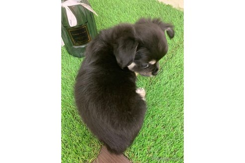 成約済の岡山県のチワワ(ロングコート)-324421の11枚目