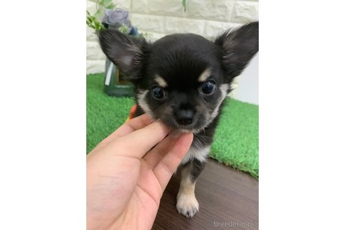 成約済の岡山県のチワワ(ロングコート)-324423の2枚目