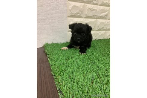 成約済の岡山県のチワプー:チワワ×トイプードル-324428の7枚目