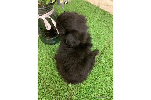 成約済の岡山県のチワプー:チワワ×トイプードル-324429の3枚目