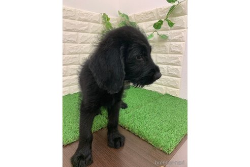 成約済の岡山県のラブラドゥードル:ラブラドールレトリーバー×プードル-324438の8枚目