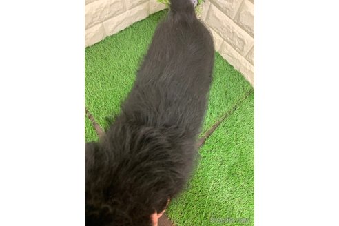 成約済の岡山県のラブラドゥードル:ラブラドールレトリーバー×プードル-324438の9枚目