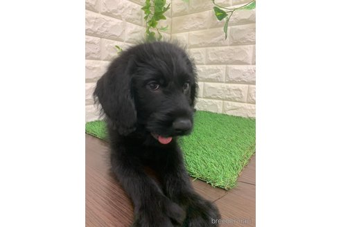 成約済の岡山県のラブラドゥードル:ラブラドールレトリーバー×プードル-324438の11枚目