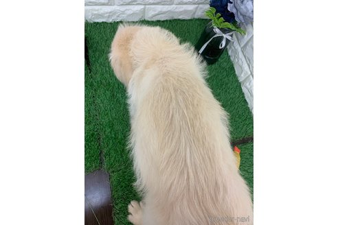 成約済の岡山県のラブラドゥードル:ラブラドールレトリーバー×プードル-324439の8枚目