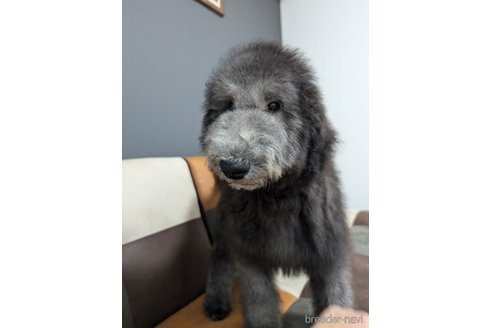 成約済の香川県のスタンダードプードル-311447の4枚目