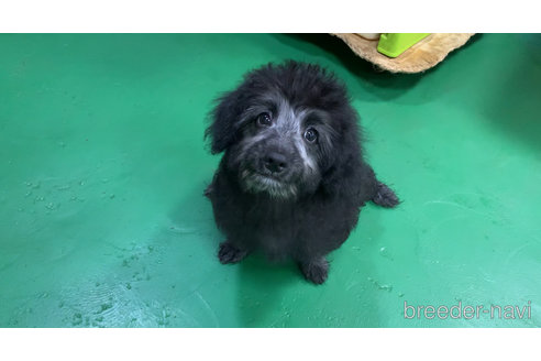成約済の東京都のミックス犬-313005の23枚目