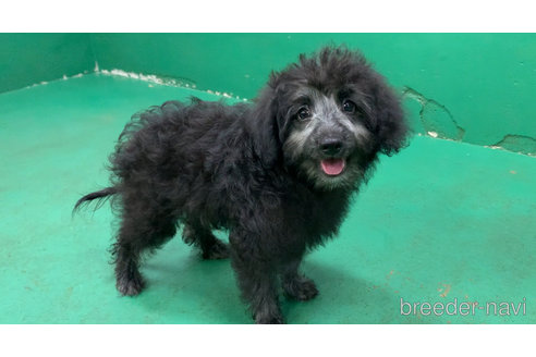 成約済の東京都のミックス犬-313005の28枚目