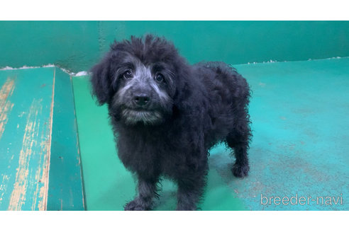 成約済の東京都のミックス犬-313005の26枚目