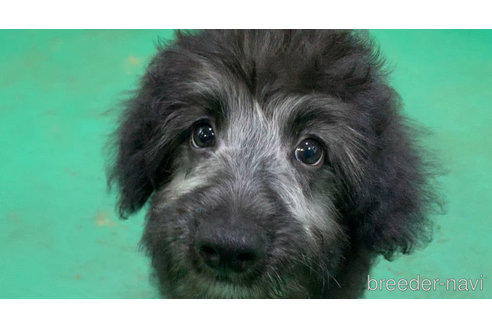 成約済の東京都のミックス犬-313005の24枚目